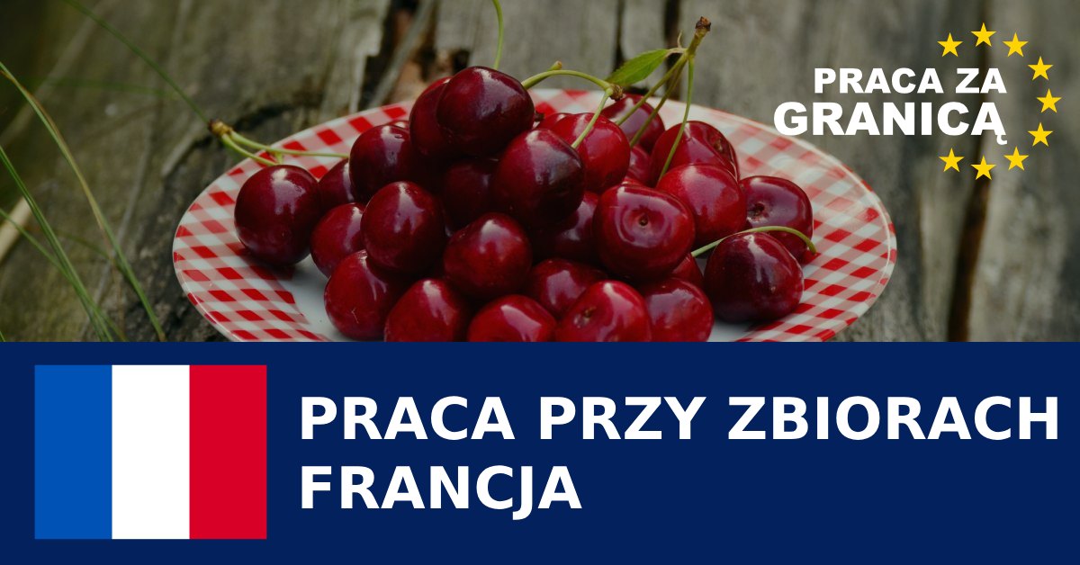 Praca przy zbiorach Francja