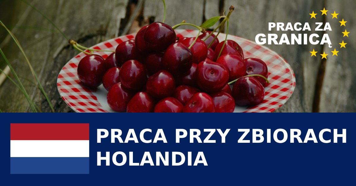 Praca przy zbiorach Holandia