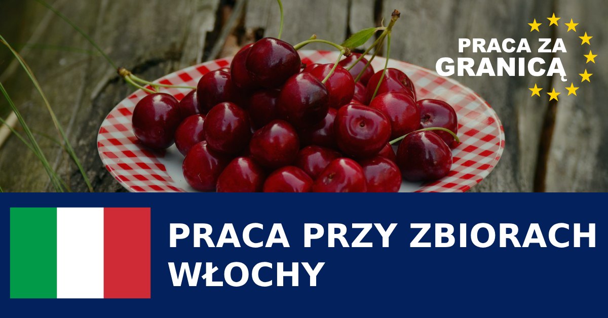 Praca przy zbiorach we Włoszech