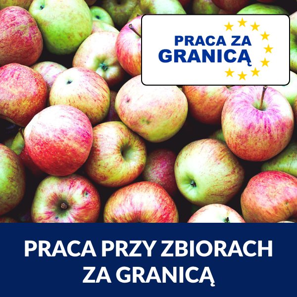 Praca zbiory za granicą