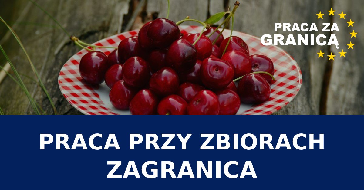 Praca przy zbiorach za granicą 
