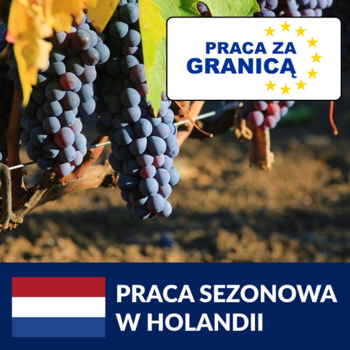 Praca sezonowa w Holandii