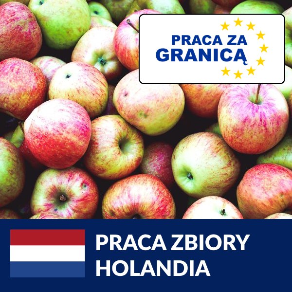 Praca zbiory Holandia