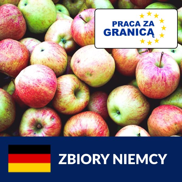 Praca zbiory Niemcy 